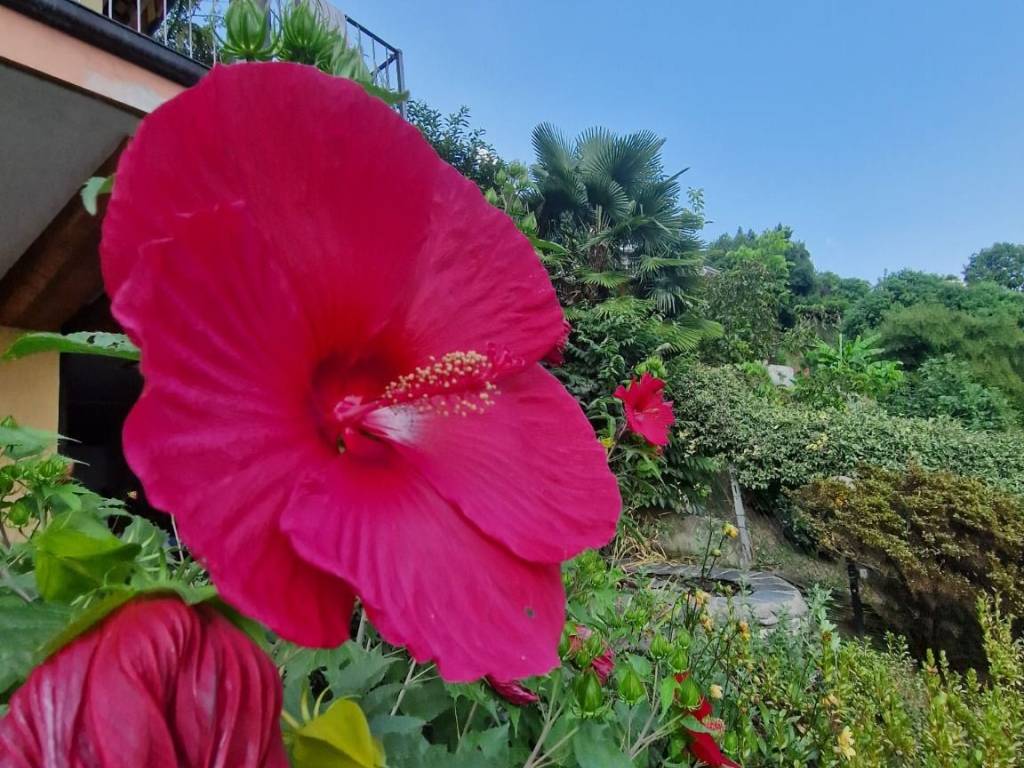 Villa a Orta san giulio in Via per Carcegna, 2 - Foto 4