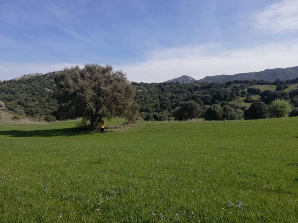 Terreno a Loiri porto san paolo in Loc Graminatoggiu - Foto 4