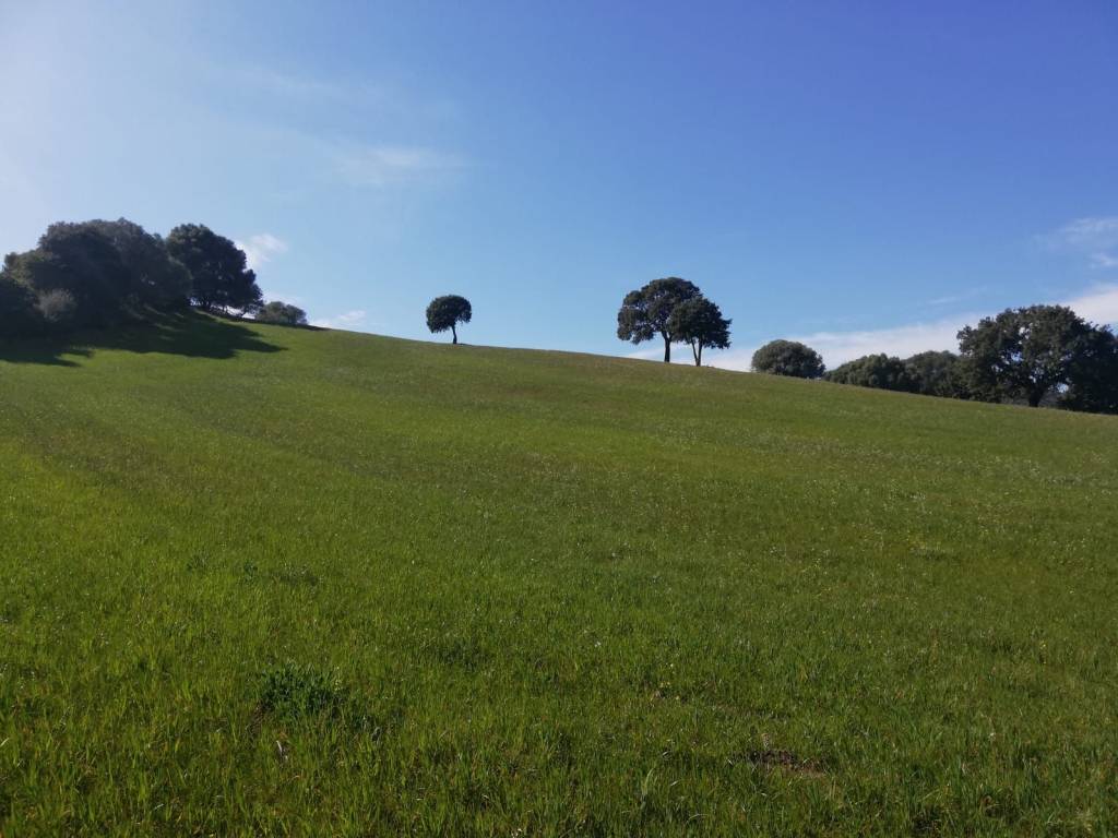 Terreno a Loiri porto san paolo in Loc Graminatoggiu - Foto 5