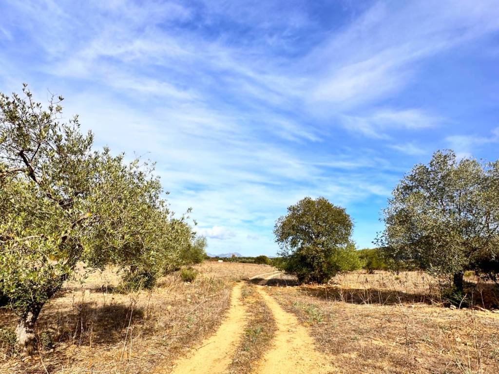 Terreno a Loiri porto san paolo - Foto 4