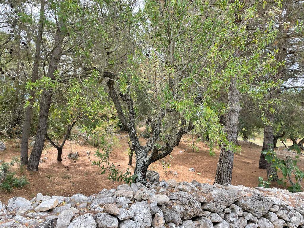 Rustico / casale a Ceglie messapica in Galante Menzella - Foto 4