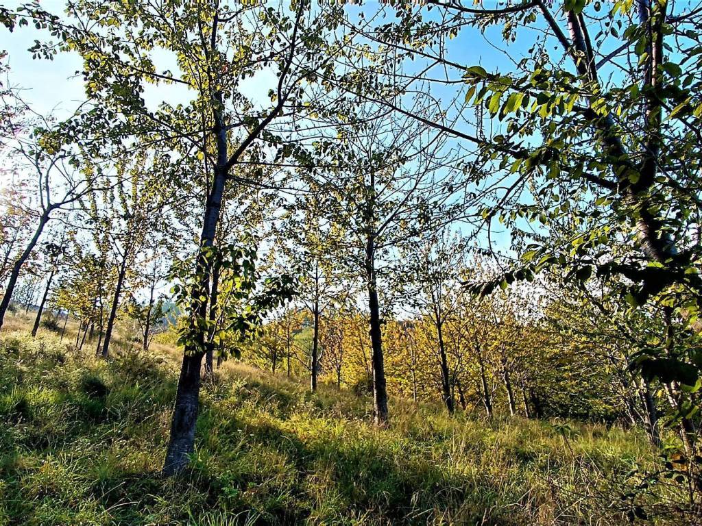 Rustico / casale a Massignano in contrada piane santi, 15 - Foto 2