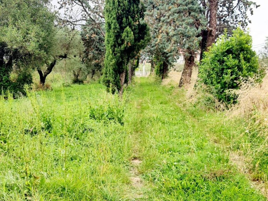 Rustico / casale a Sarzana in Via Alta Nuova, 40 - Foto 4