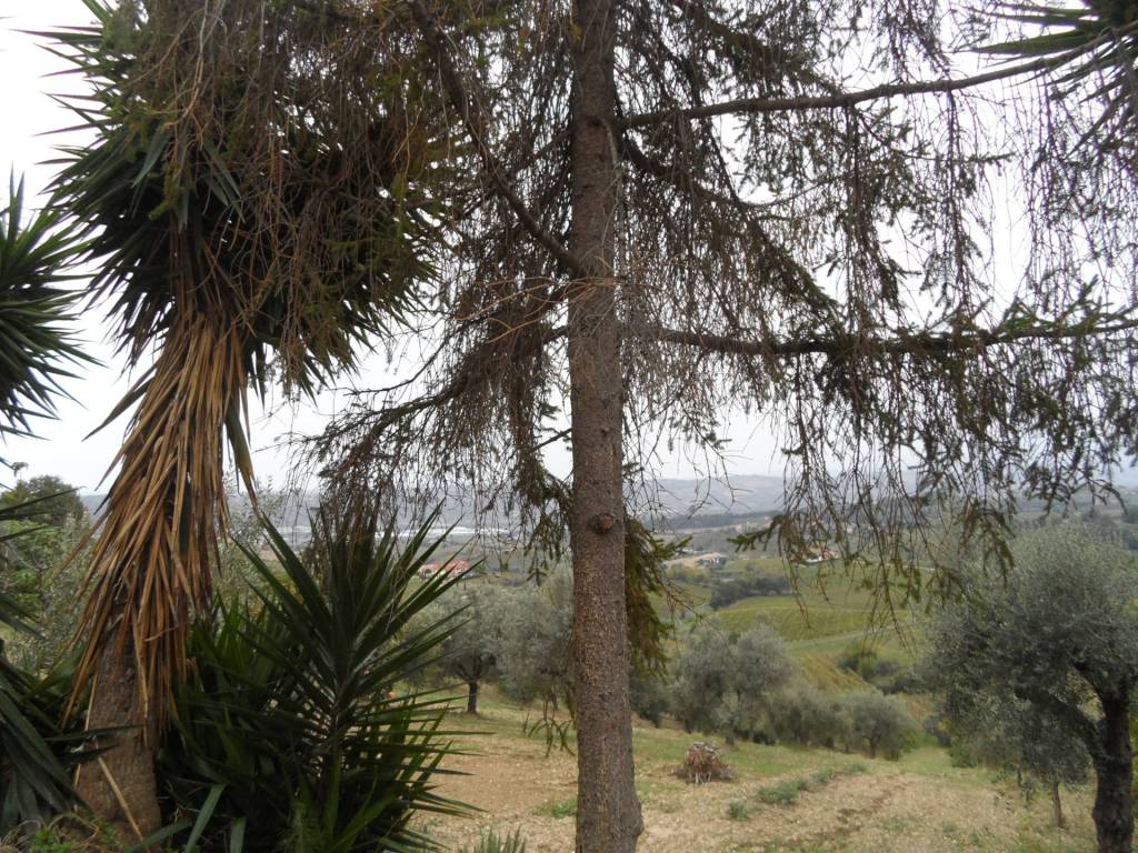 Terreno a Monteprandone in Via Borgo da sole - Foto 2