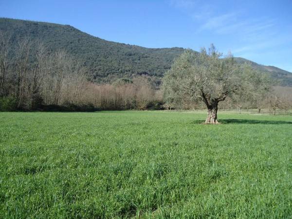 Terreno a Formicola in Via Carafa - Foto 3