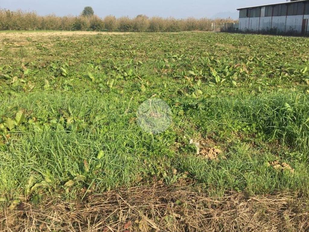 Terreno a Barge in Via pietra bianca - Foto 4