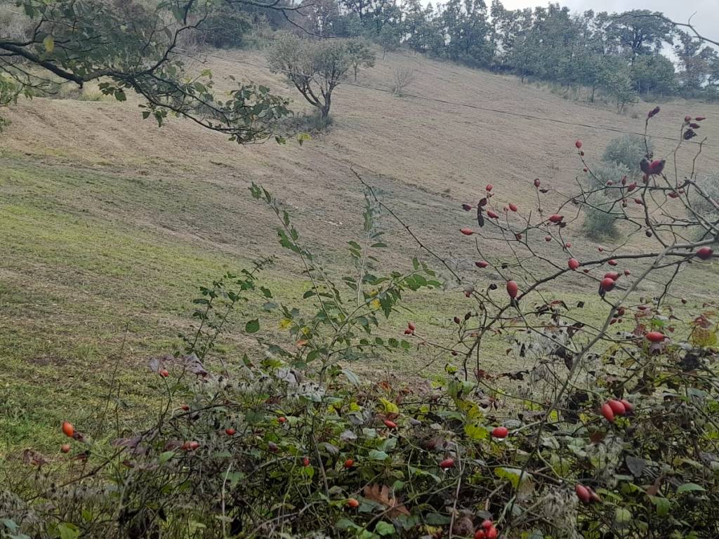 Terreno a Nocera umbra in Località Largnano - Foto 3