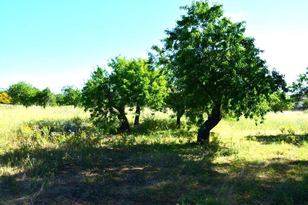 Terreno a Noto in Via Gaetano Martino, 65 - Foto 3