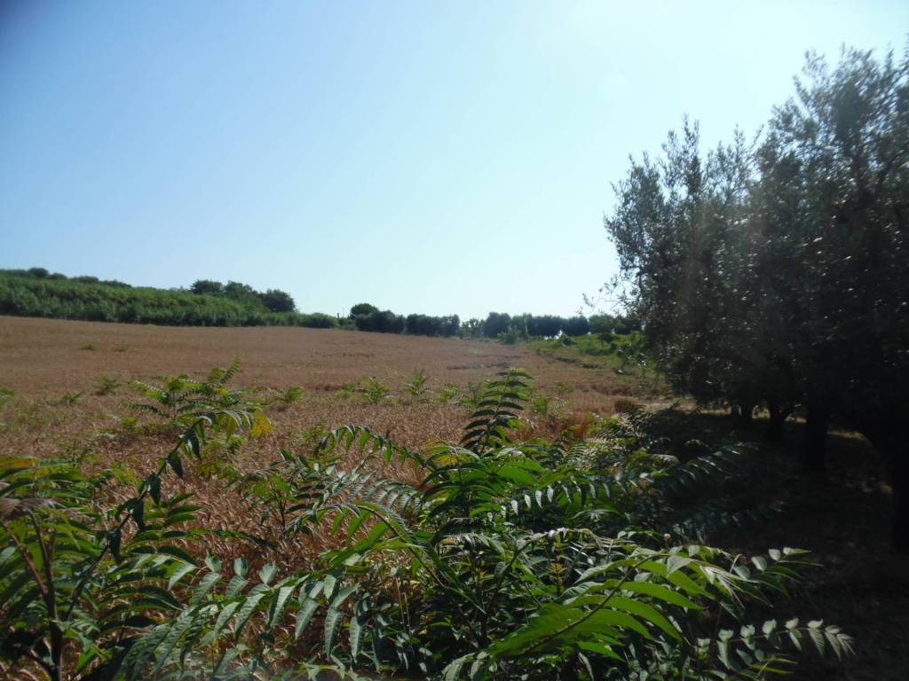 Terreno a Monteprandone in Contrada San Donato - Foto 4