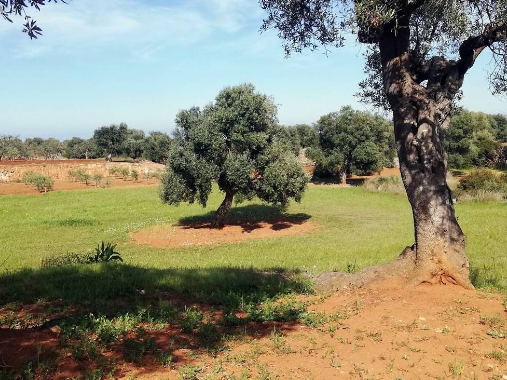 Rustico / casale a Fasano in ARYNC s.n.c - Foto 4