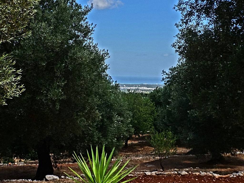 Rustico / casale a Fasano in GOAL s.n.c - Foto 5