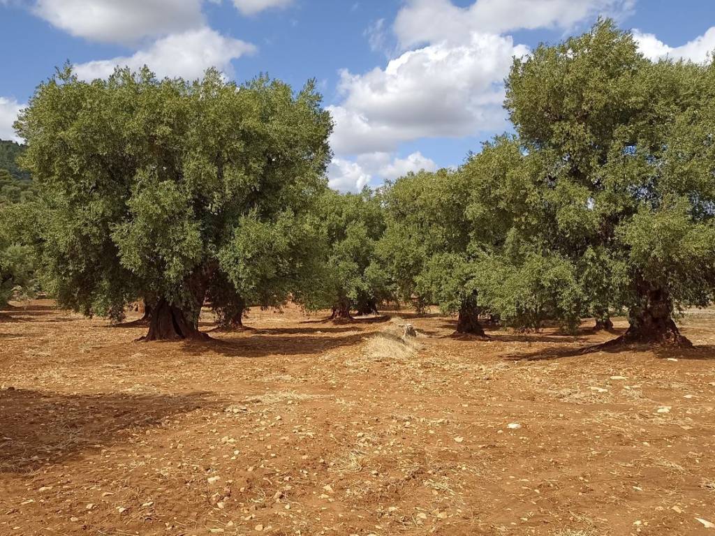 Appartamento a Fasano in THELL s.n.c - Foto 4