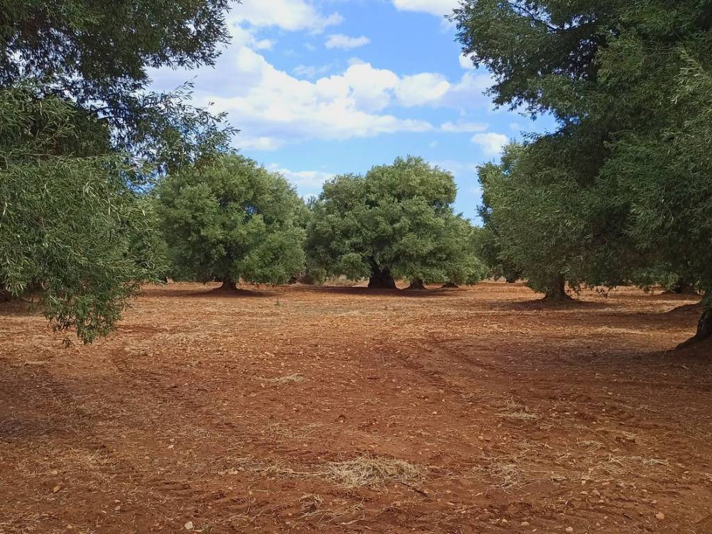 Appartamento a Fasano in THELL s.n.c - Foto 5