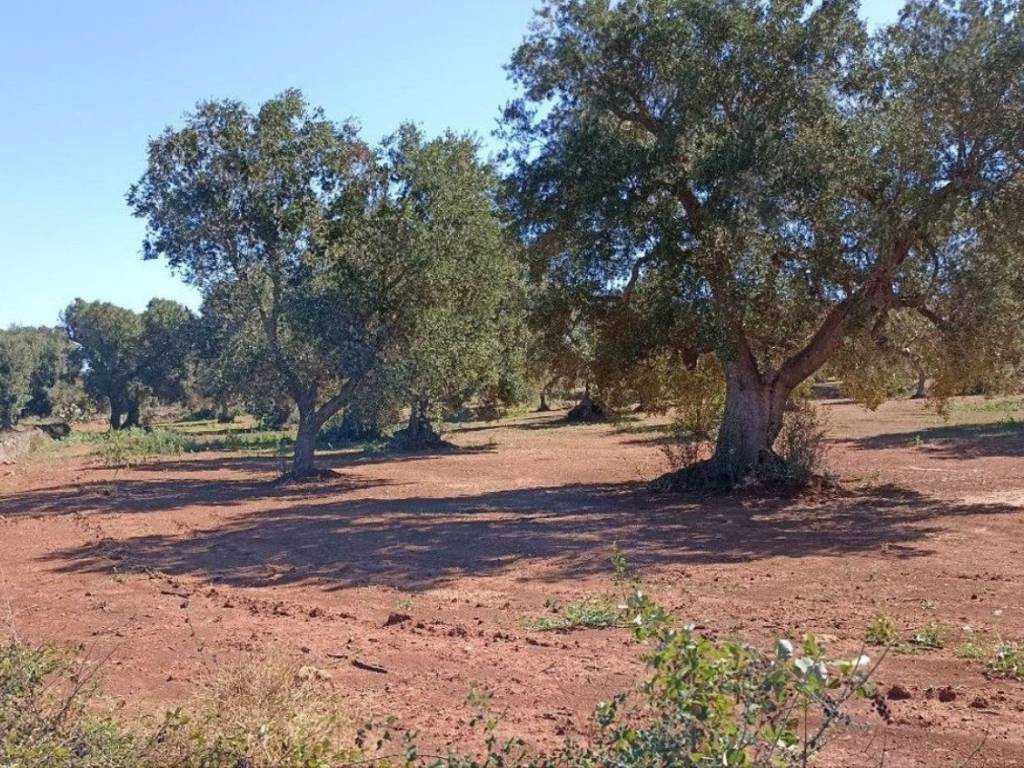 Terreno a Carovigno in NINOR s.n.c - Foto 3