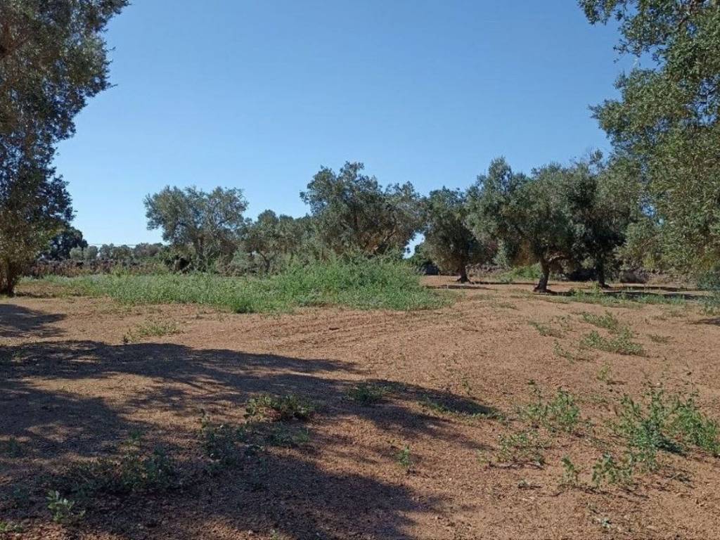 Terreno a Carovigno in NINOR s.n.c - Foto 5