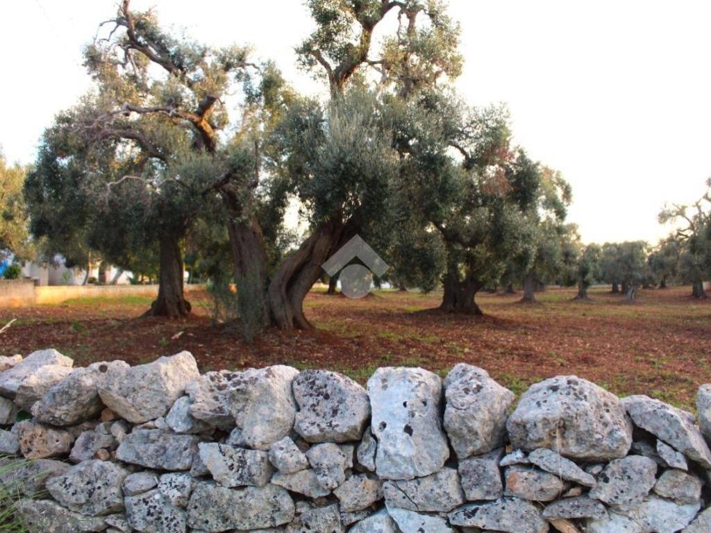 Terreno a Carovigno in Contrada Belvedere - Foto 4