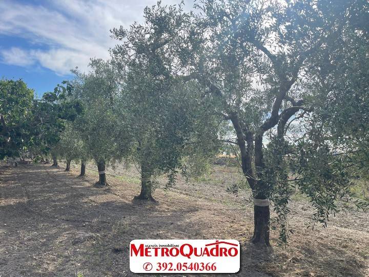 Terreno a Manfredonia - Foto 2
