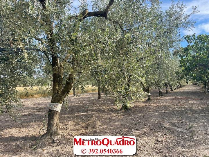 Terreno a Manfredonia - Foto 3
