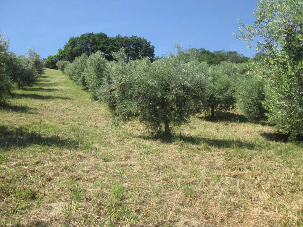 Terreno a Silvi in Contrada Santo Stefano - Foto 2