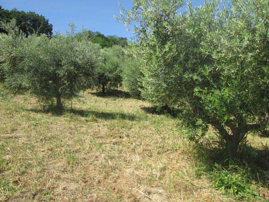 Terreno a Silvi in Contrada Santo Stefano - Foto 3