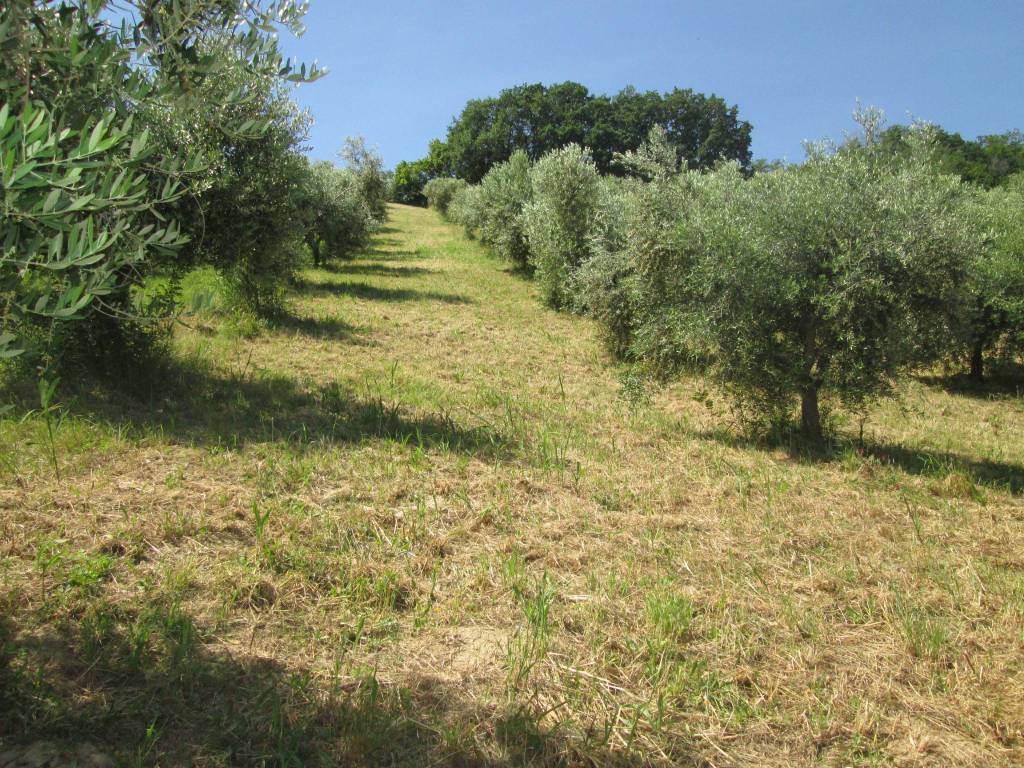 Terreno a Silvi in Contrada Santo Stefano - Foto 4