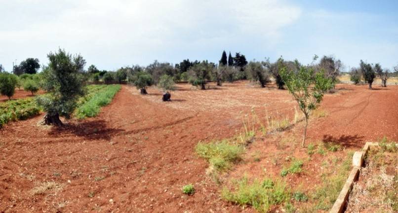 Terreno a Castrignano del capo - Foto 3