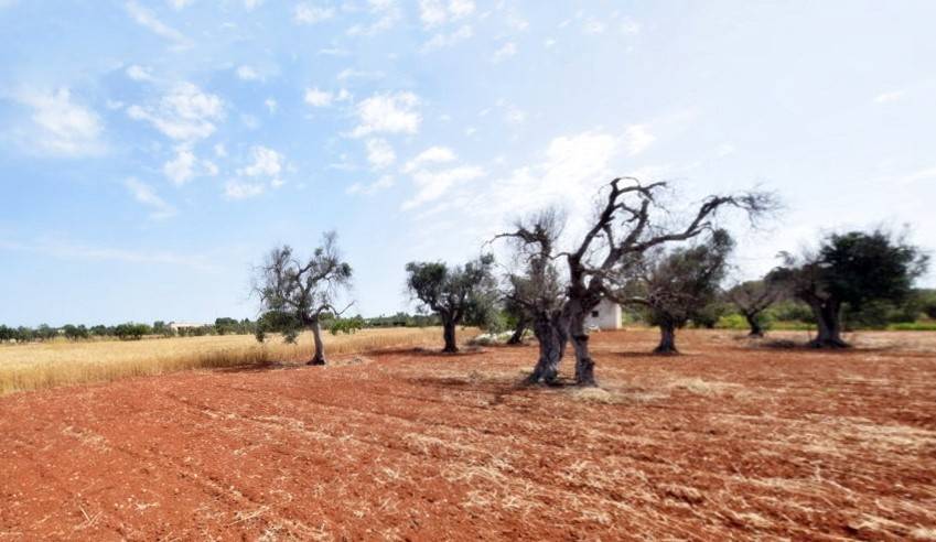 Terreno a Castrignano del capo - Foto 5