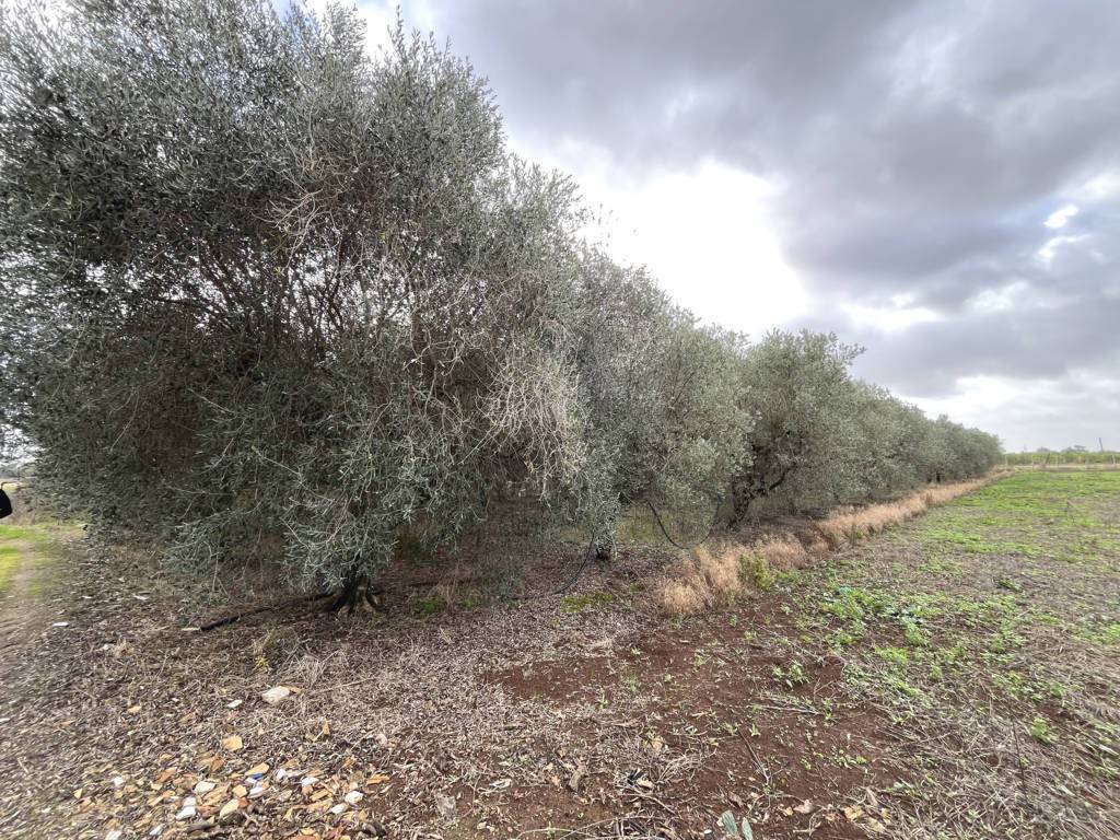 Terreno a Fondi in Via Fosso di Lenola - Foto 3