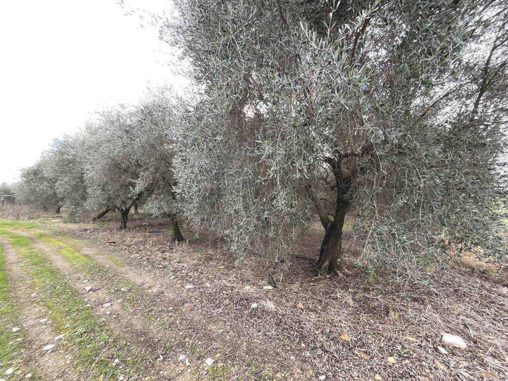 Terreno a Fondi in Via Fosso di Lenola - Foto 4
