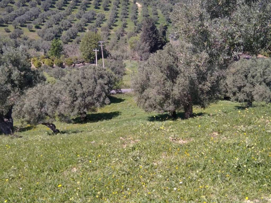 Terreno a Cirò in contrada Cappellieri - Foto 3