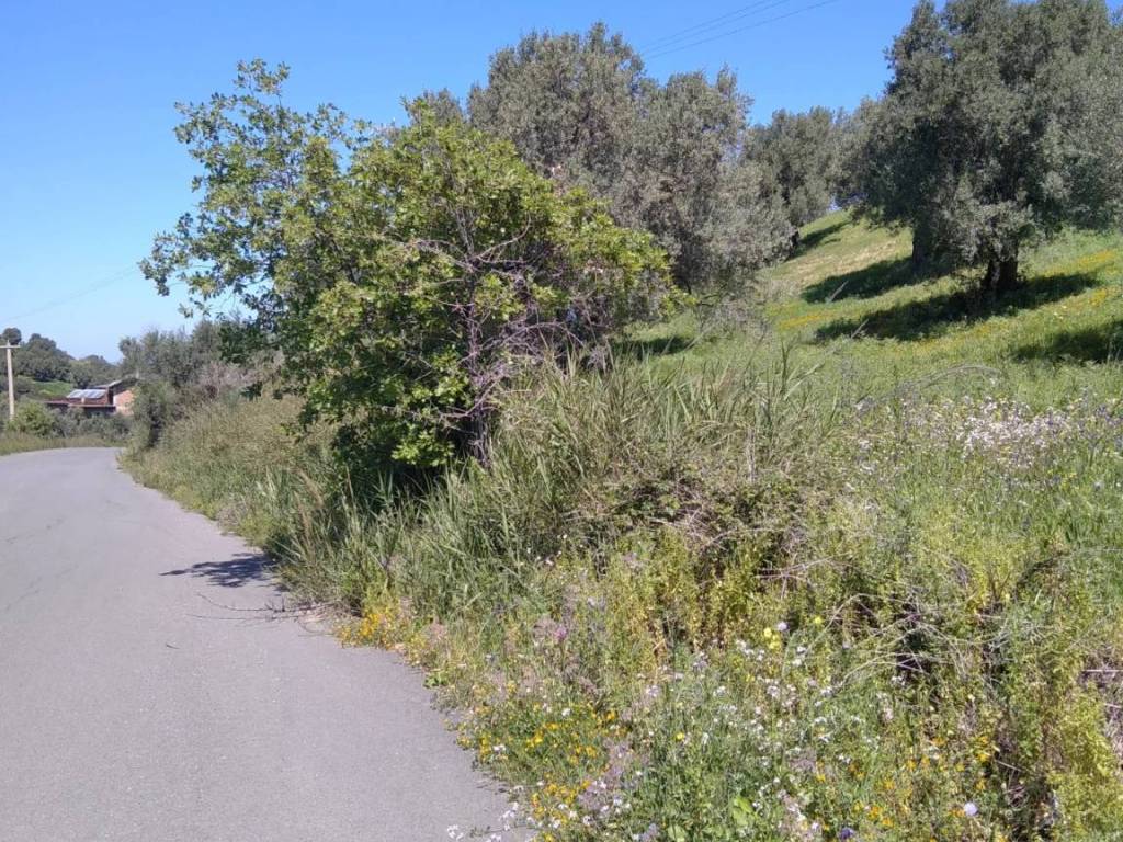 Terreno a Cirò in contrada Cappellieri - Foto 4