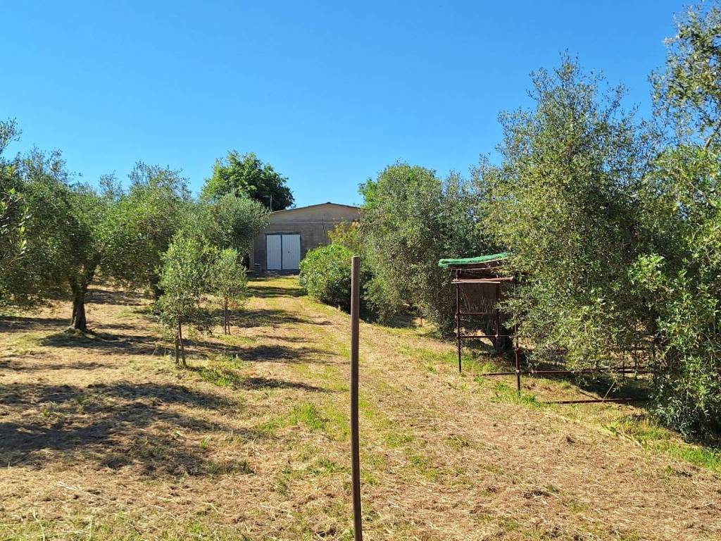 Rustico / casale a Magliano in toscana in Strada Comunale del Cimitero - Foto 2