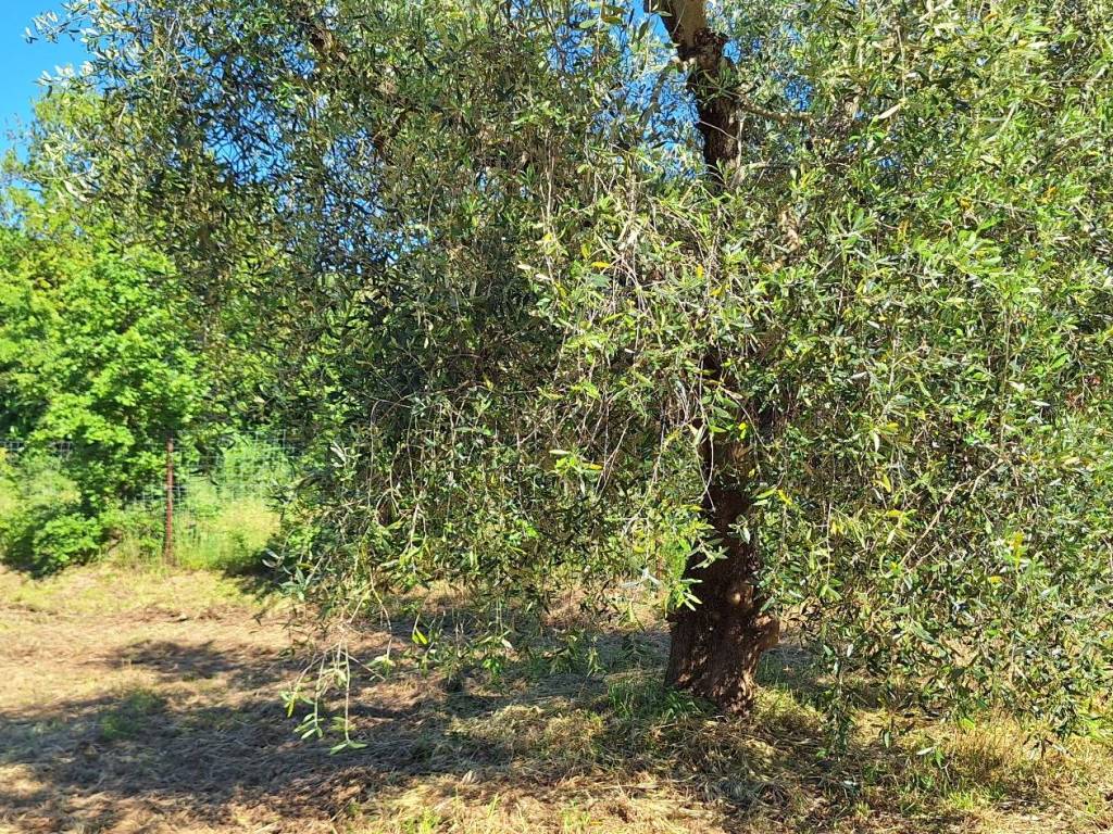 Rustico / casale a Magliano in toscana in Strada Comunale del Cimitero - Foto 4