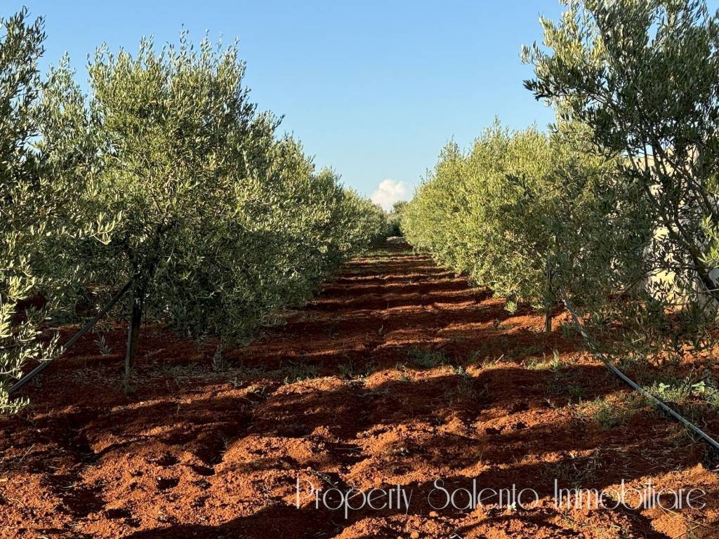 Terreno a Ugento in Strada Statale Salentina Meridionale - Foto 3