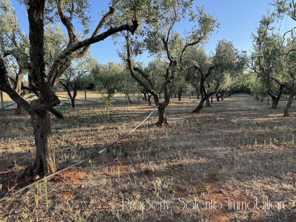 Terreno a Ugento in Strada Statale Salentina Meridionale - Foto 5
