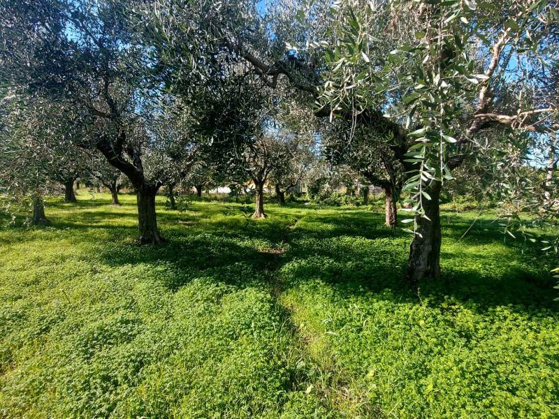 Immobile a Capaccio paestum in Via Feudo Vignone - Foto 3