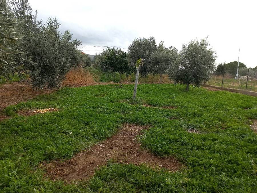 Terreno a Reggio calabria in Contrada Aretina - Foto 3