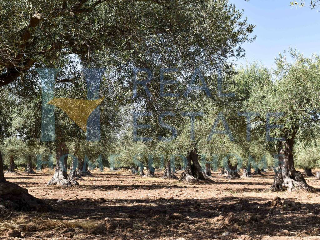 Rustico / casale a Chiaramonte gulfi in Via Roma - Foto 2