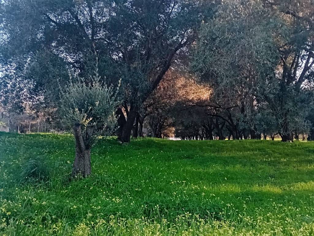 Terreno a Campo calabro in Via Matiniti Prima - Foto 3