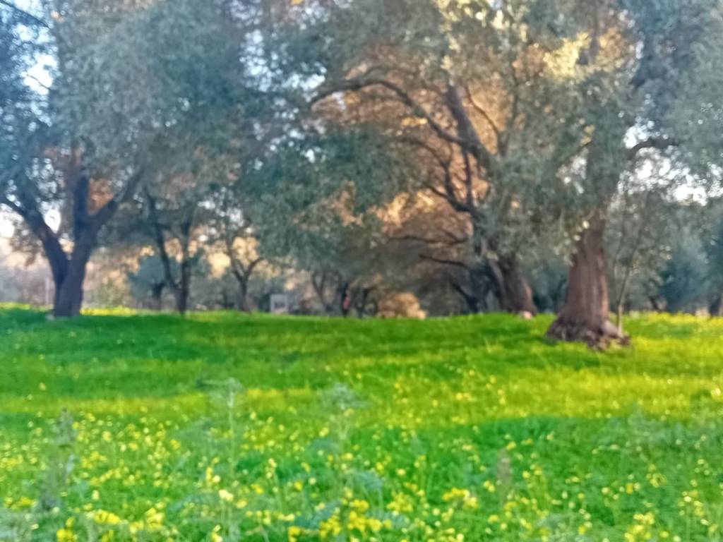Terreno a Campo calabro in Via Matiniti Prima - Foto 5