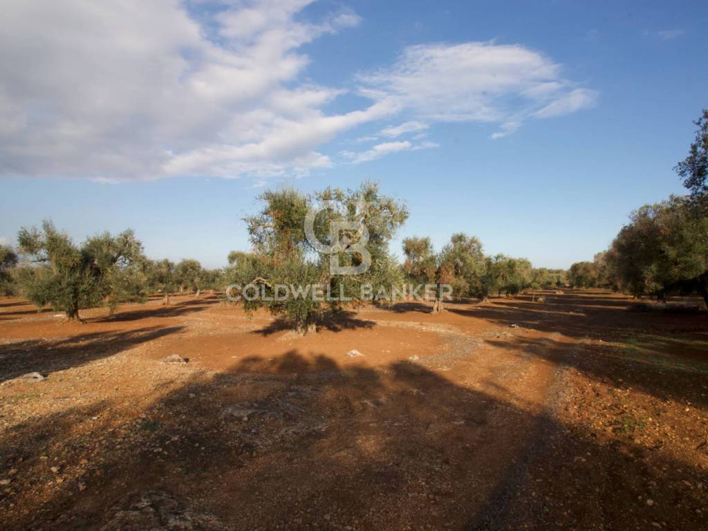 Terreno a San vito dei normanni in Contrada San Giacomo - Foto 5