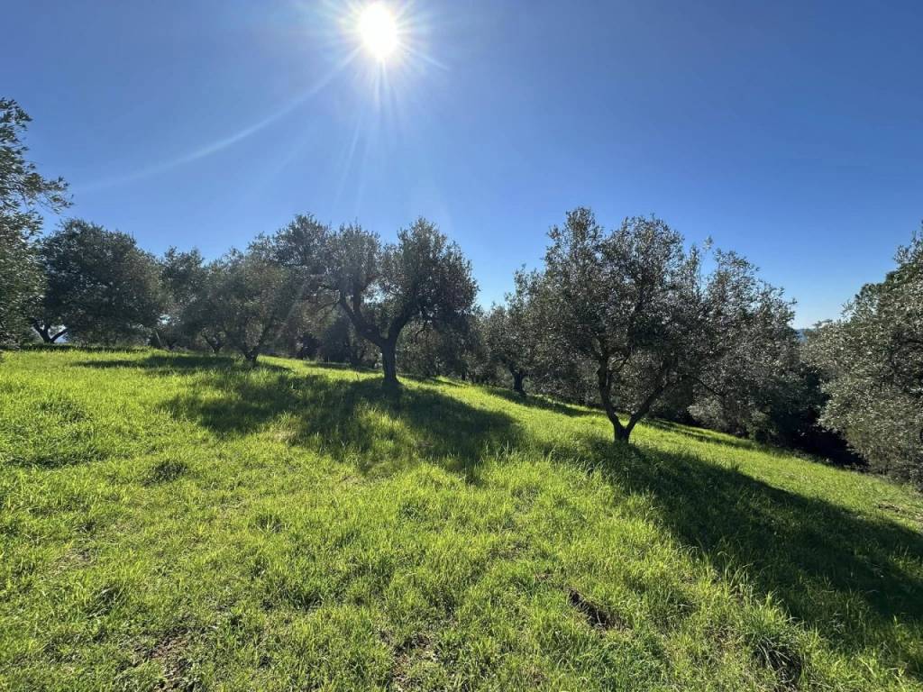 Terreno a Follonica - Foto 4