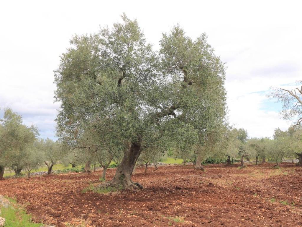 Rustico / casale a Ostuni in Contrada Chiobbica - Foto 4