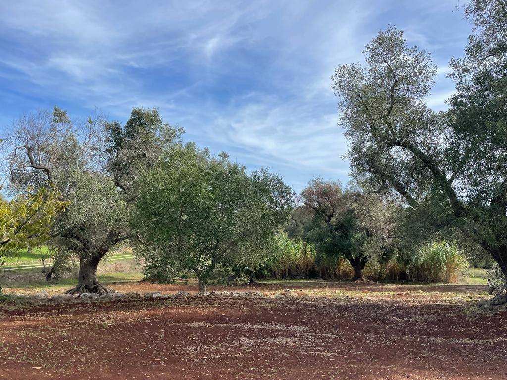 Rustico / casale a Ceglie messapica - Foto 2