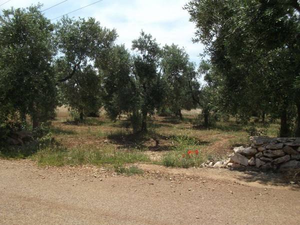 Terreno a Cassano delle murge in c/da parco lamia - Foto 3
