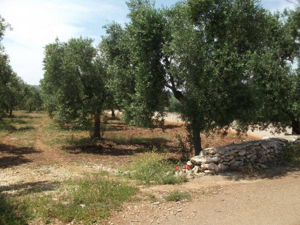 Terreno a Cassano delle murge in c/da parco lamia - Foto 4