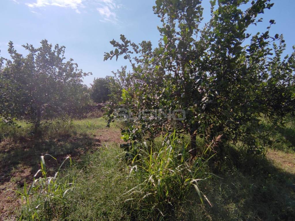 Terreno a Floridia in strada finaidi - Foto 3