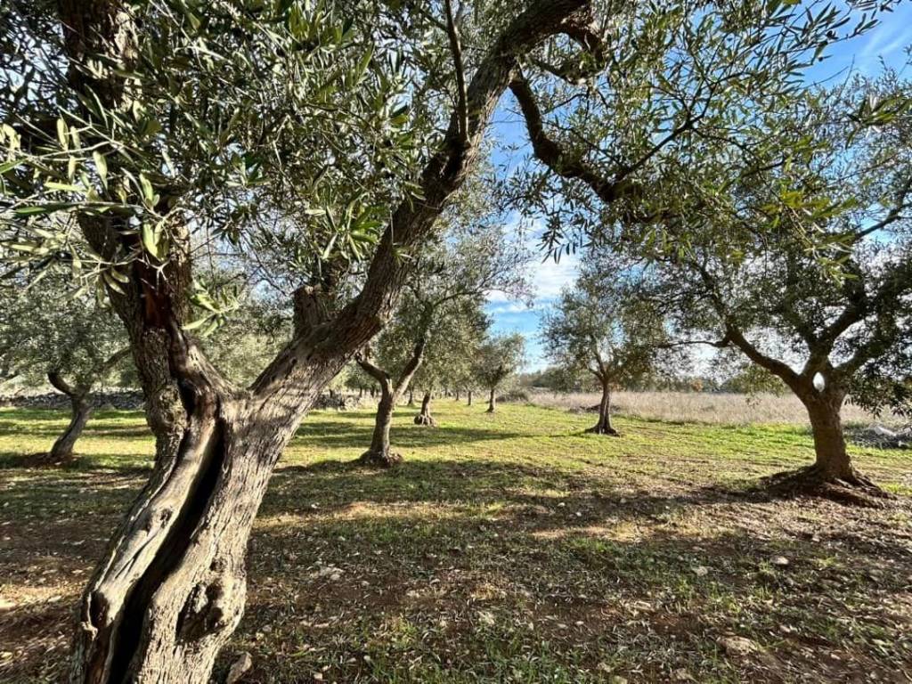 Terreno a Cassano delle murge in Via Grumo - Foto 5