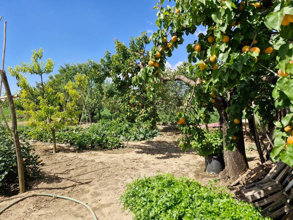 Terreno a Campiglia marittima in Via della Monaca - Foto 5