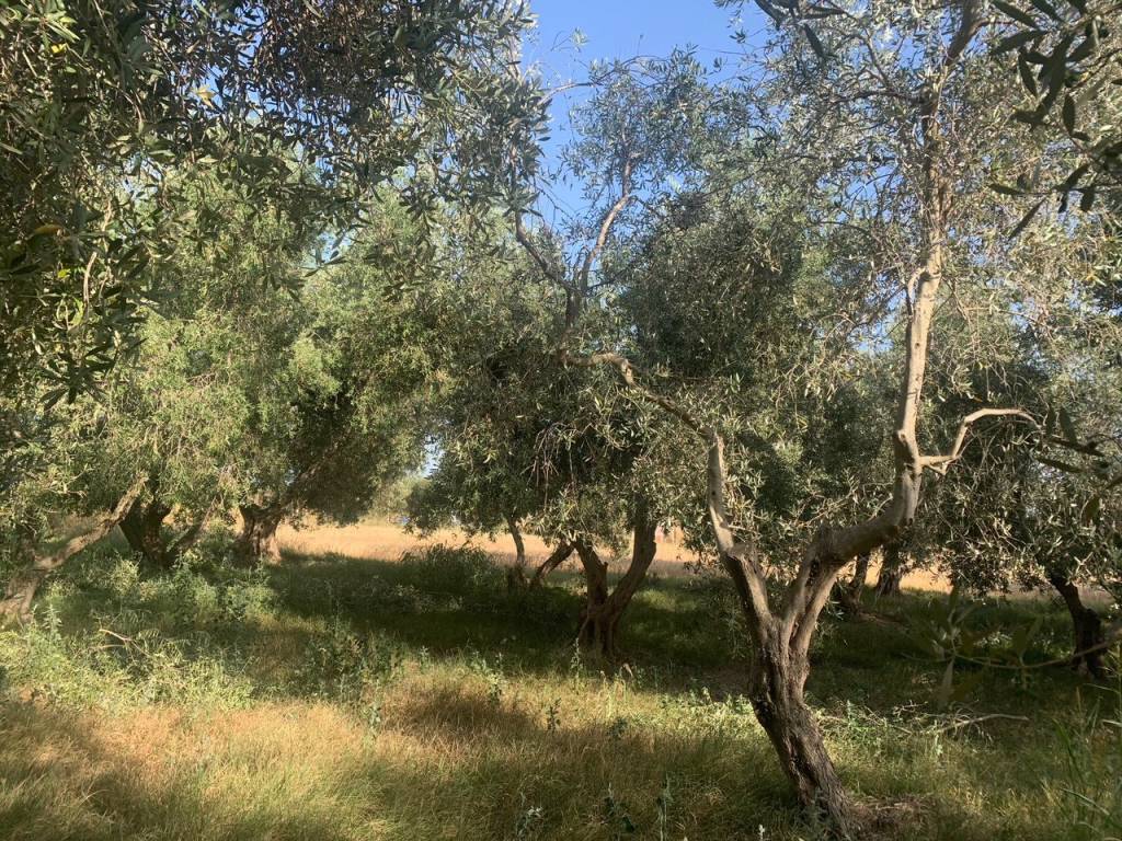 Terreno a Canino - Foto 2